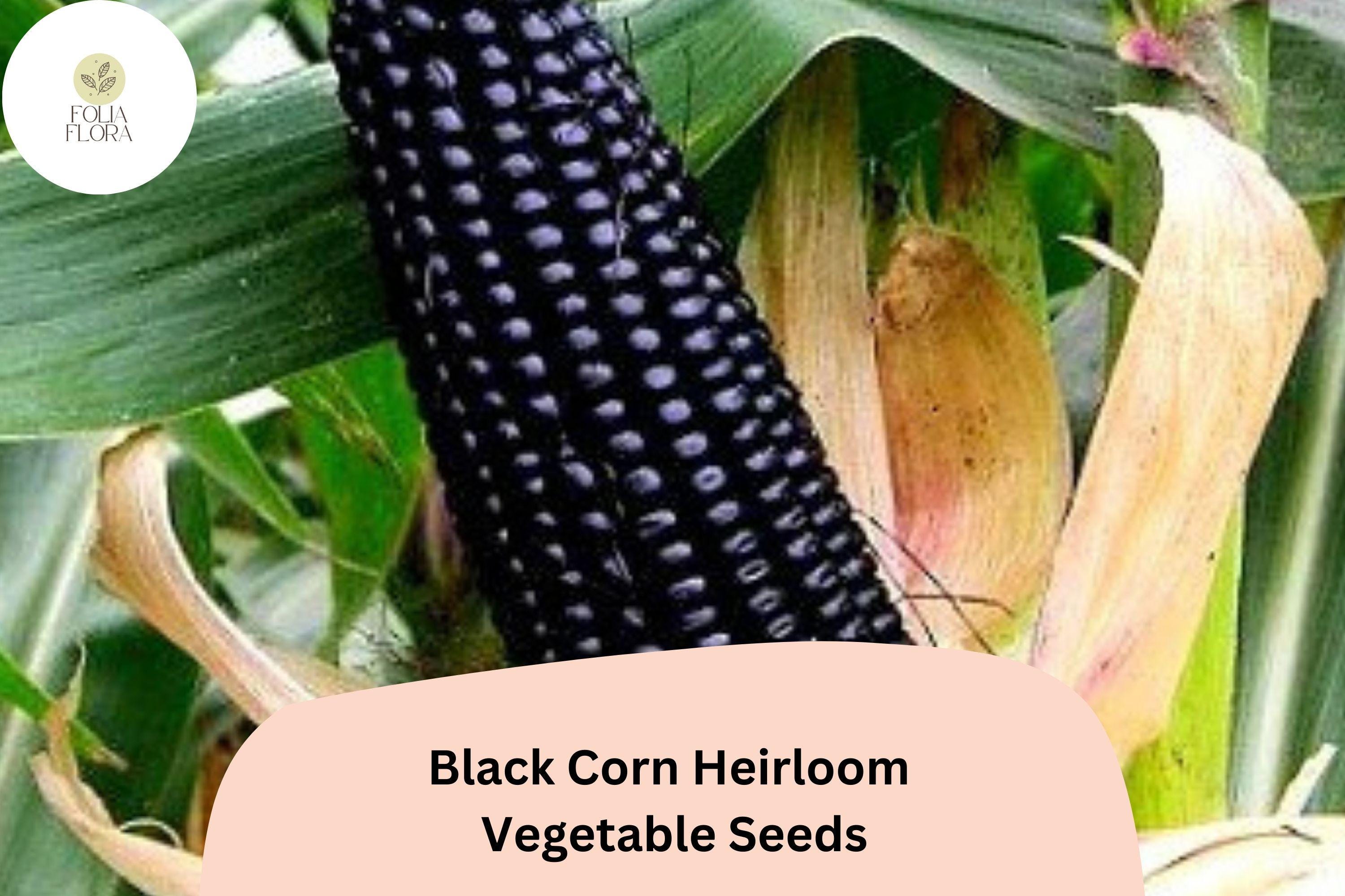 50pcs Black Corn Heirloom Seeds â€“ Unique Deep Purple Kernels for Home Gardens