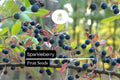 Sparkleberry Seeds 25+ | Vaccinium arboreum | Farkleberry Huckleberry Native Berry Plant for Wildlife Gardens
