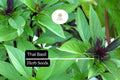 Thai Basil Seeds | Fragrant Herb, Ocimum thyrsiflora