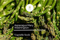 50 Mary Washington Asparagus Seeds â€“ Heirloom Perennial Vegetable