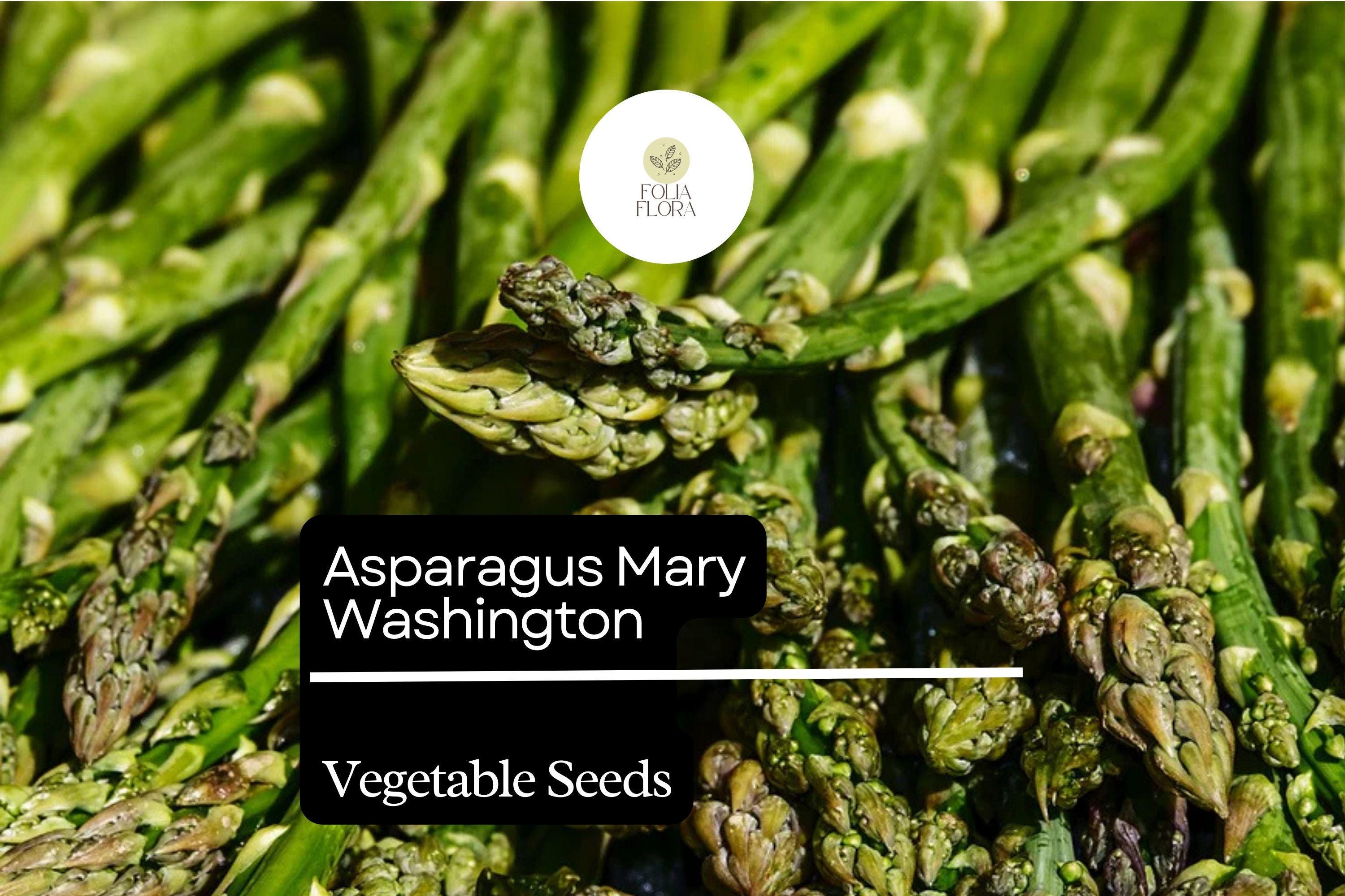50 Mary Washington Asparagus Seeds â€“ Heirloom Perennial Vegetable