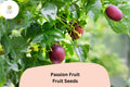 50 Passion Fruit Seeds â€“ Tropical Vine, Edible Fruit