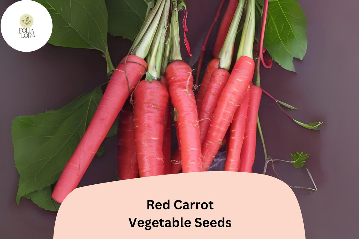1000 Red Carrot Seeds â€“ Heirloom Sweet Root Veggie