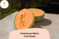 25 Cantaloupe Melon Seeds â€“ Heirloom Variety, Summer Garden