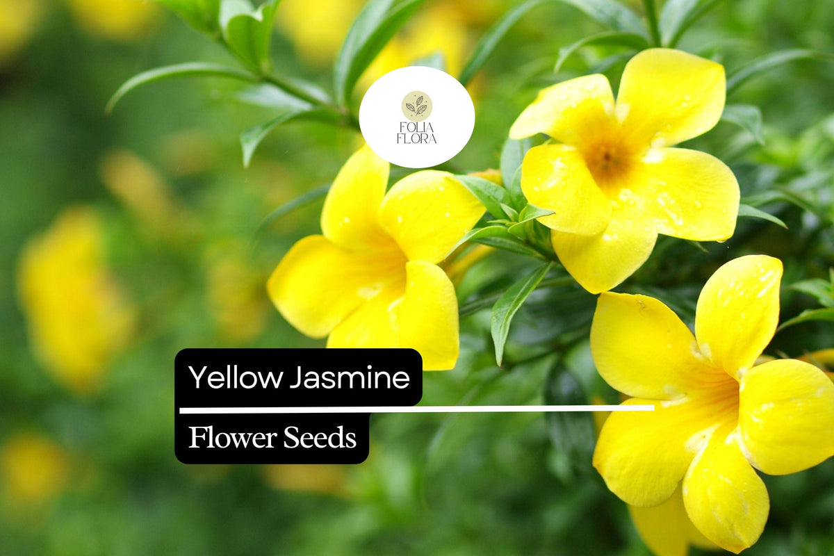 Yellow Jasmine Seeds (25) | Gelsemium sempervirens | Carolina Jessamine | Fragrant Yellow Climbing Vine | Pollinator-Friendly