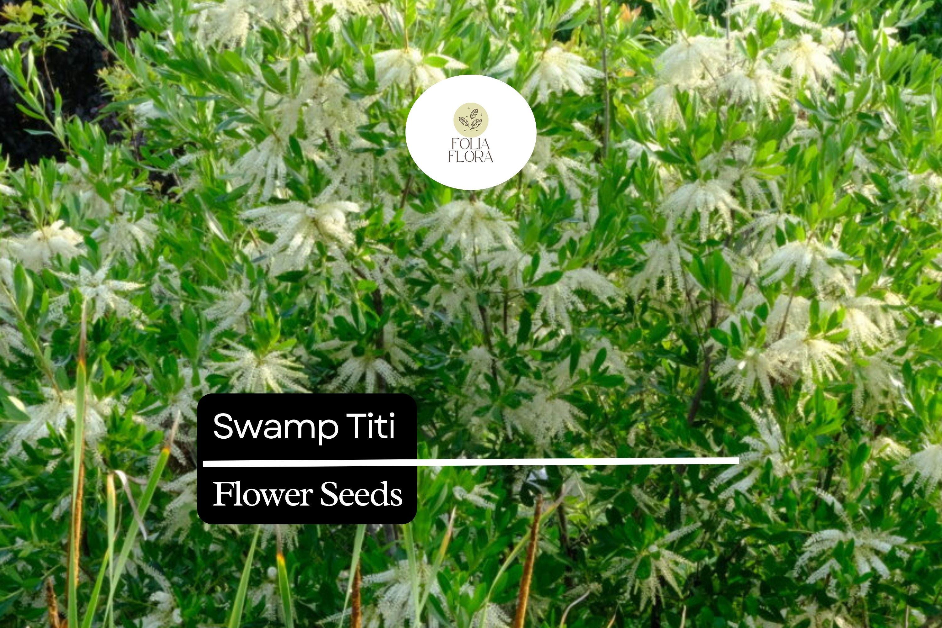 Swamp Titi Seeds | Native Pollinator Shrub, Wetlands (25 Seeds)