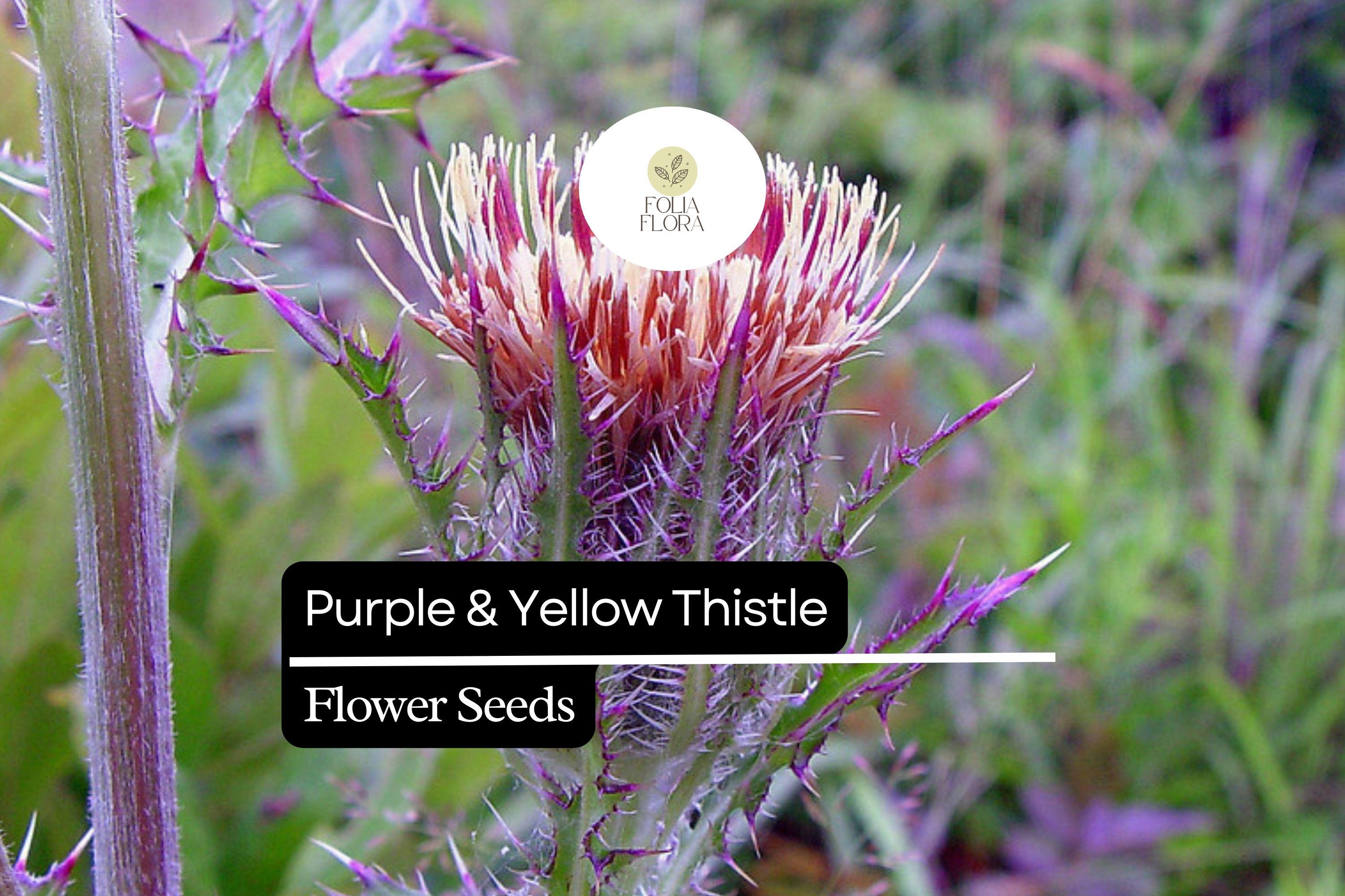 Purple & Yellow Thistle Seeds | Native Wildflower for Pollinators