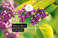 Beautyberry | 25 Seeds | Callicarpa americana | Native Shrub with Vibrant Purple Berries for Wildlife Gardens