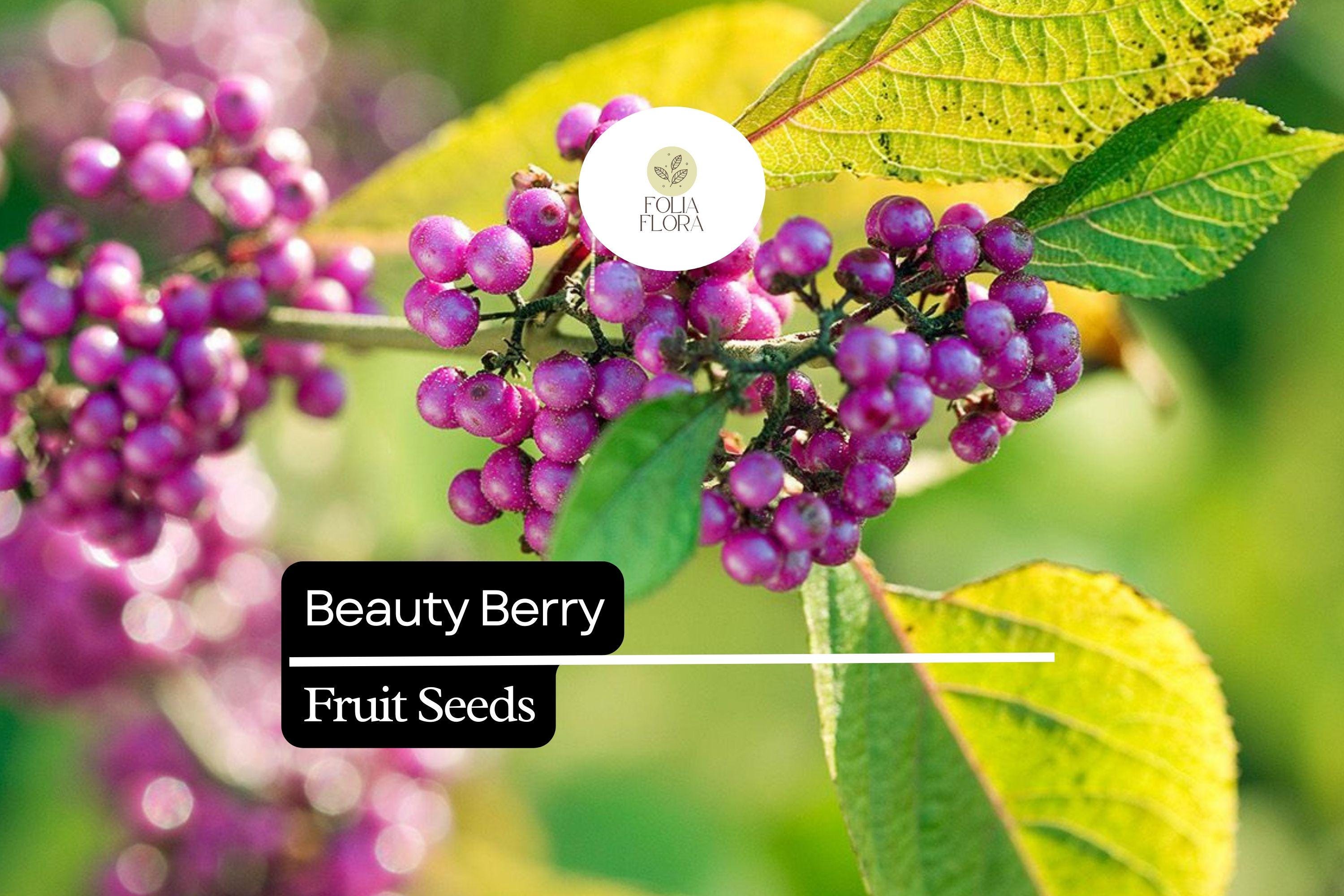 Beautyberry | 25 Seeds | Callicarpa americana | Native Shrub with Vibrant Purple Berries for Wildlife Gardens