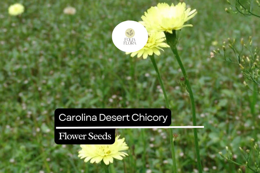 Carolina Desert Chicory | 25 Seeds | Pyrrhopappus carolinianus | Native Yellow Wildflower for Pollinator Gardens
