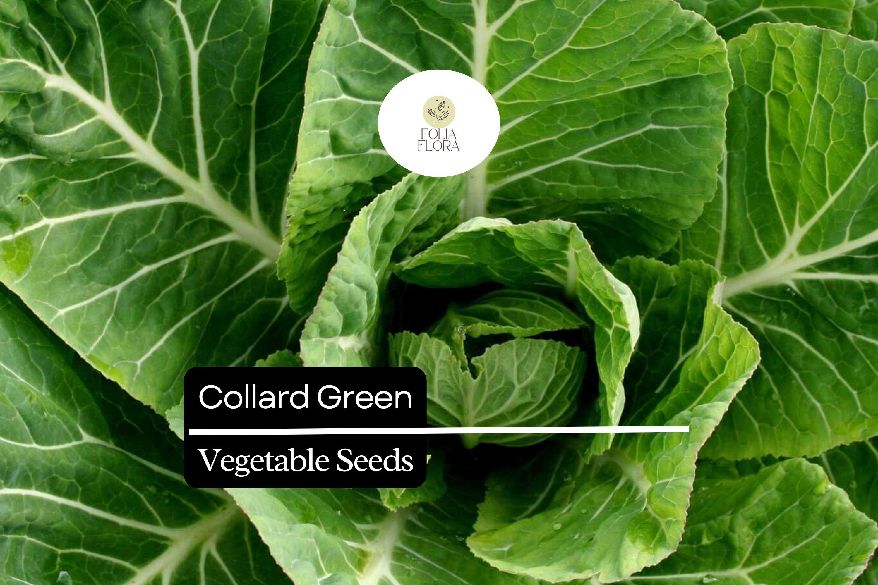 Organic Collard Greens Seeds | Heirloom Variety