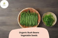50 Organic Bush Bean Seeds â€“ Heirloom Vegetable, High-Yield Green Beans