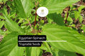 Egyptian Spinach Seeds | 25 Molokhia Seeds | Heat-Loving Leafy Green for Summer Gardening & Culinary Use
