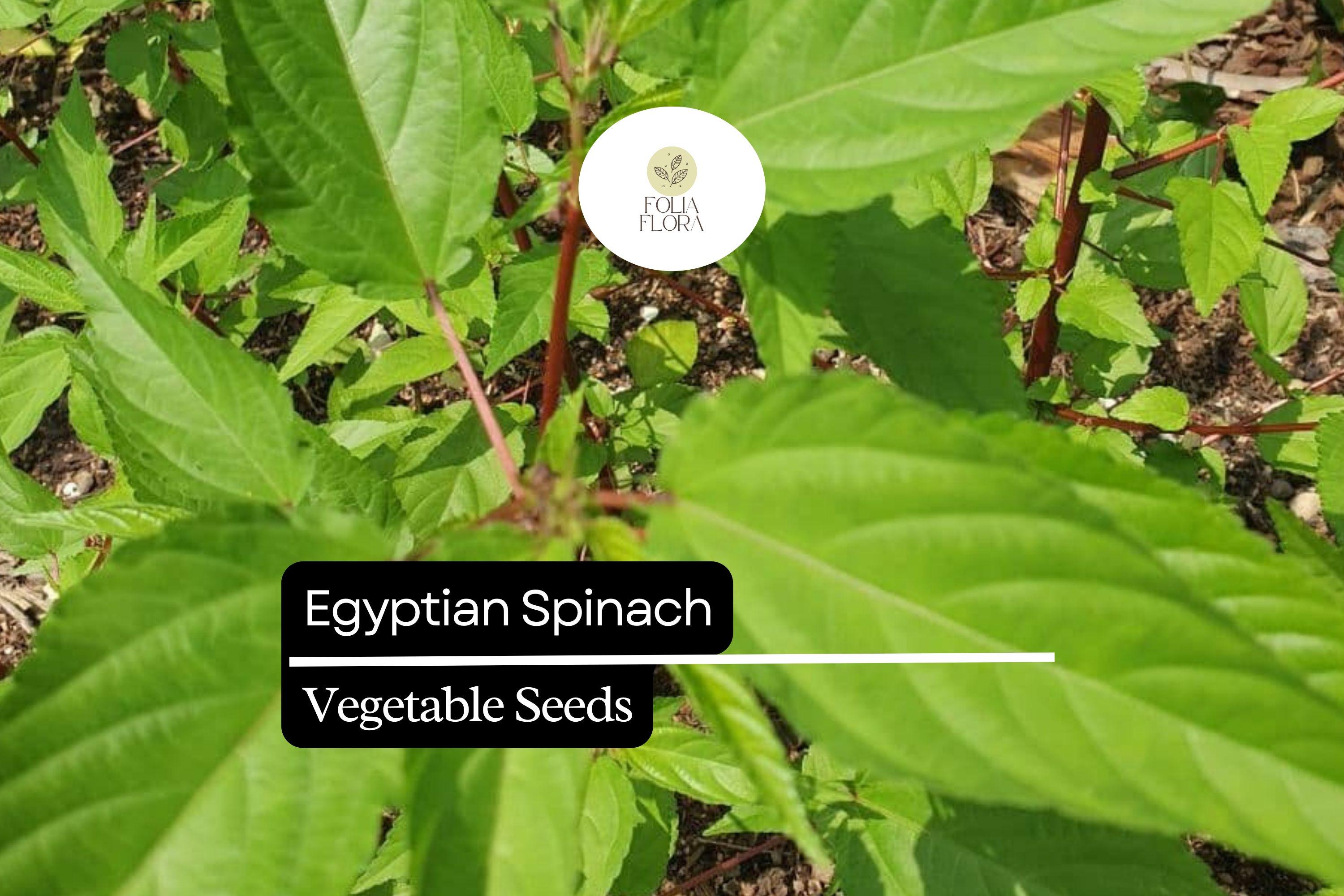 Egyptian Spinach Seeds | 25 Molokhia Seeds | Heat-Loving Leafy Green for Summer Gardening & Culinary Use