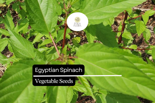 Egyptian Spinach Seeds | 25 Molokhia Seeds | Heat-Loving Leafy Green for Summer Gardening & Culinary Use