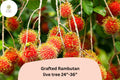 Grafted Rambutan Tree – Live Tropical Fruit Plant 24–36" Nephelium lappaceum, Exotic Red Spiky Fruit, Edible Garden