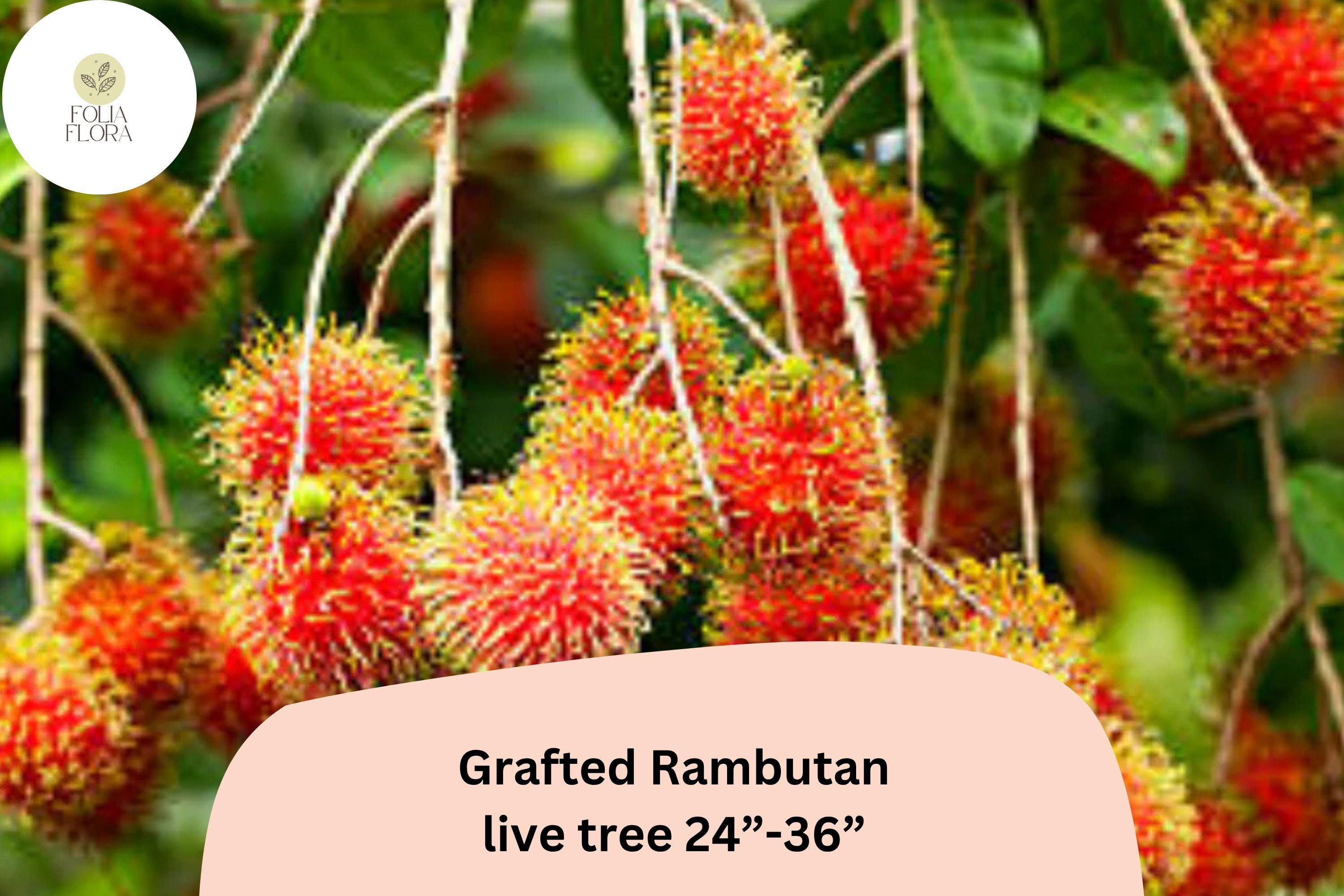 Grafted Rambutan Tree – Live Tropical Fruit Plant 24–36" Nephelium lappaceum, Exotic Red Spiky Fruit, Edible Garden