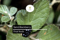 Sand Blackberry Seeds | Native Bramble Bush, Edible Fruits