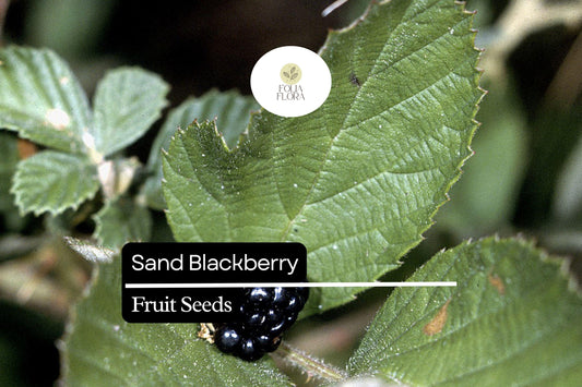 Sand Blackberry Seeds | Native Bramble Bush, Edible Fruits