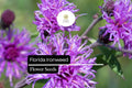 Florida Ironweed Seeds (25) | Vernonia angustifolia | Native Wildflower | Pollinator-Friendly Perennial for Natural Gardens