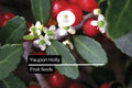 25 Organic Yaupon Holly Seeds (Ilex vomitoria) | Native Evergreen Shrub for Hedging & Wildlife