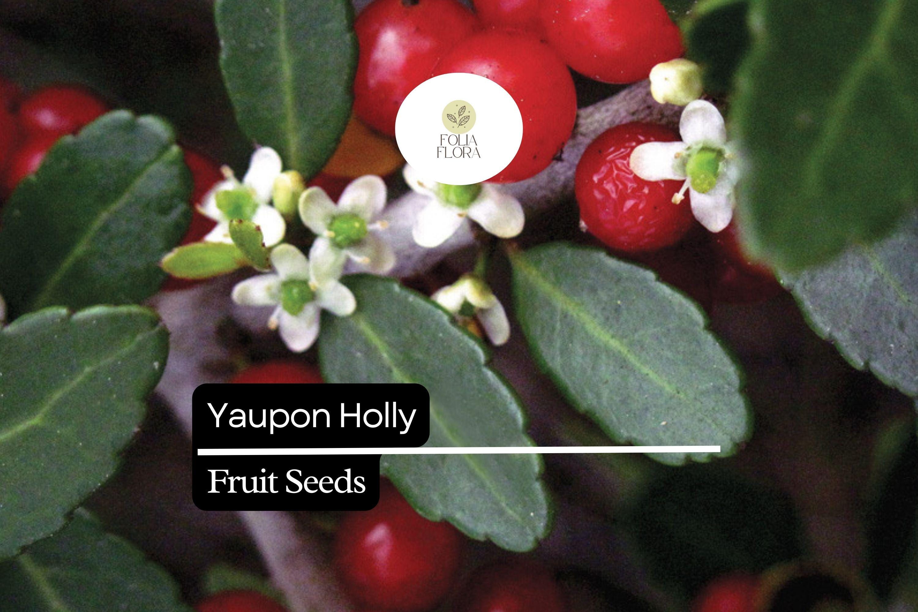 25 Organic Yaupon Holly Seeds (Ilex vomitoria) | Native Evergreen Shrub for Hedging & Wildlife