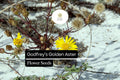 25 Godfrey's Golden Aster Seeds | Native Florida Wildflower for Pollinators