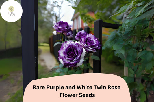 Rare Purple & White Rose Seeds | Bi-Color Ornamental Blooms