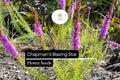 Chapman's Blazing Star | 25 Seeds | Liatris chapmanii | Native Wildflower for Pollinators & Drought-Tolerant Gardens