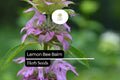 Lemon Bee Balm Seeds, Fragrant Pollinator Herb, Lavender Purple Blooms, Monarda citriodora, 25 Seeds