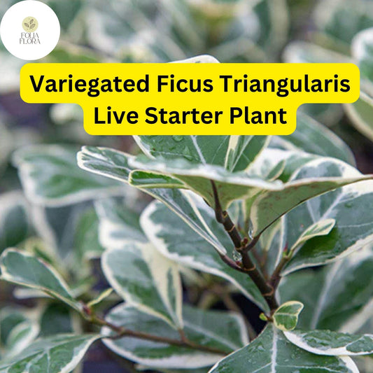 Variegated Ficus Triangularis Starter Plant - Rare Houseplant