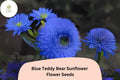 50 Blue Teddy Bear Sunflower Seeds | Rare Pom-Pom Blooms