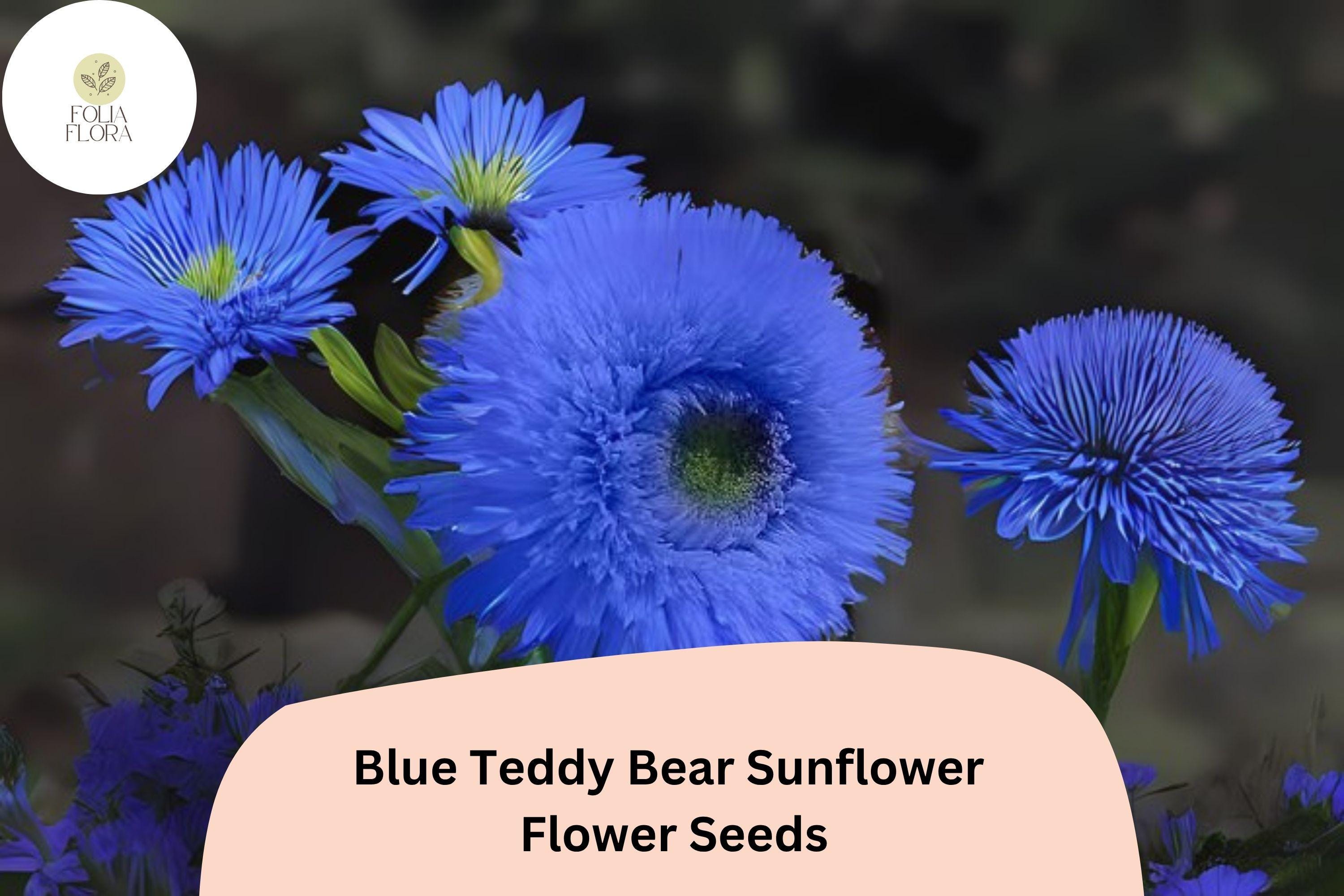 50 Blue Teddy Bear Sunflower Seeds | Rare Pom-Pom Blooms