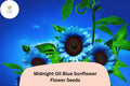 50 Midnight Oil Blue Sunflower Seeds | Rare Heirloom Blooms
