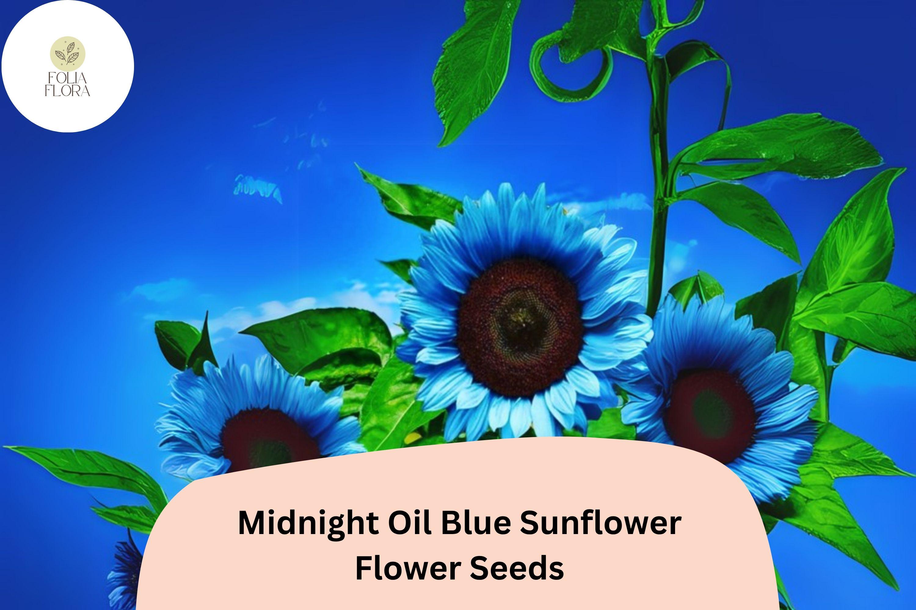 50 Midnight Oil Blue Sunflower Seeds | Rare Heirloom Blooms