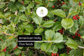 American Holly Seeds | Native Evergreen Tree, Red Berries (15 Seeds)