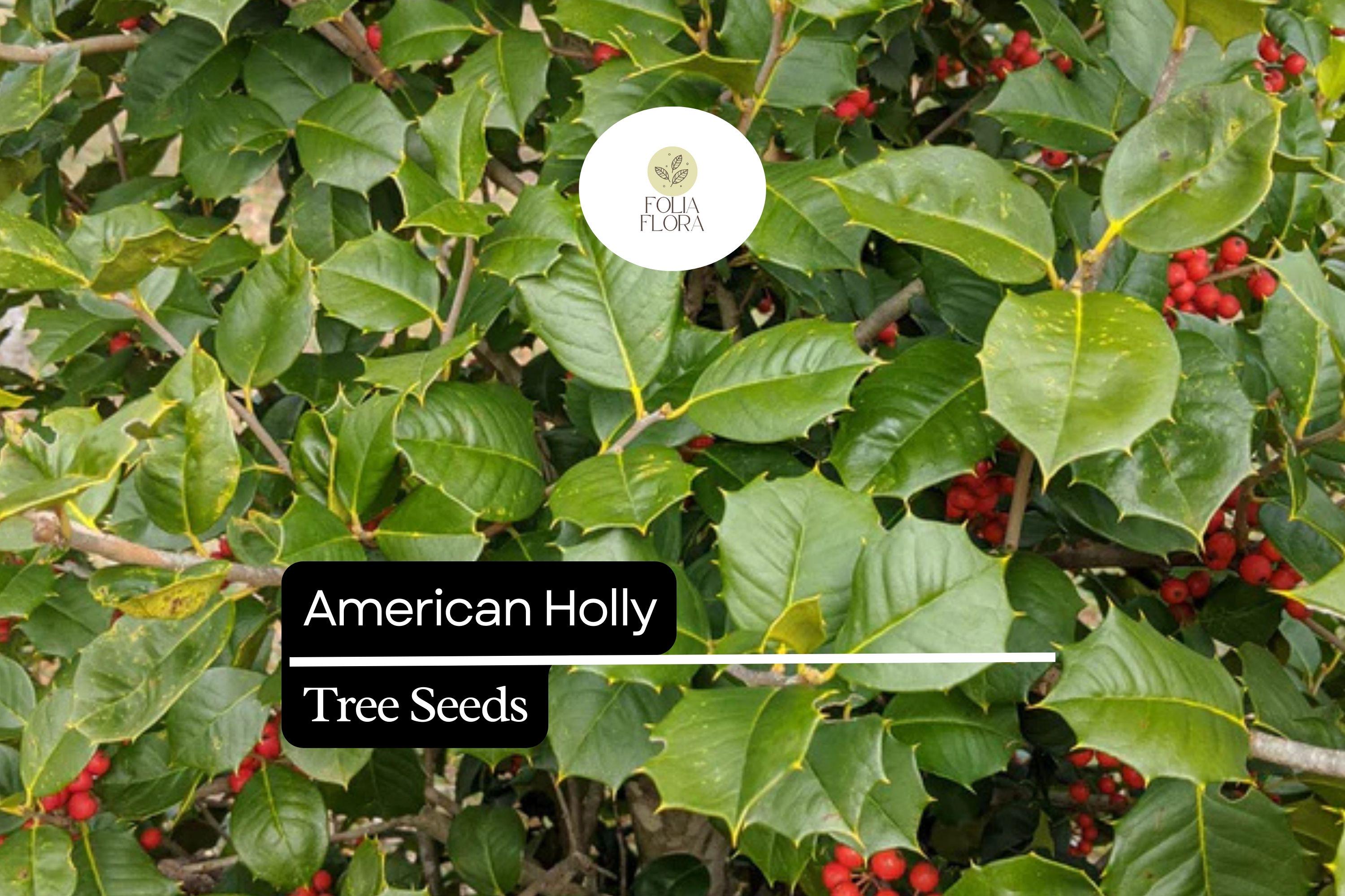 American Holly Seeds | Native Evergreen Tree, Red Berries (15 Seeds)