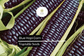 Blue Hopi Corn Seeds | Heirloom Indigo Maize, Home Garden
