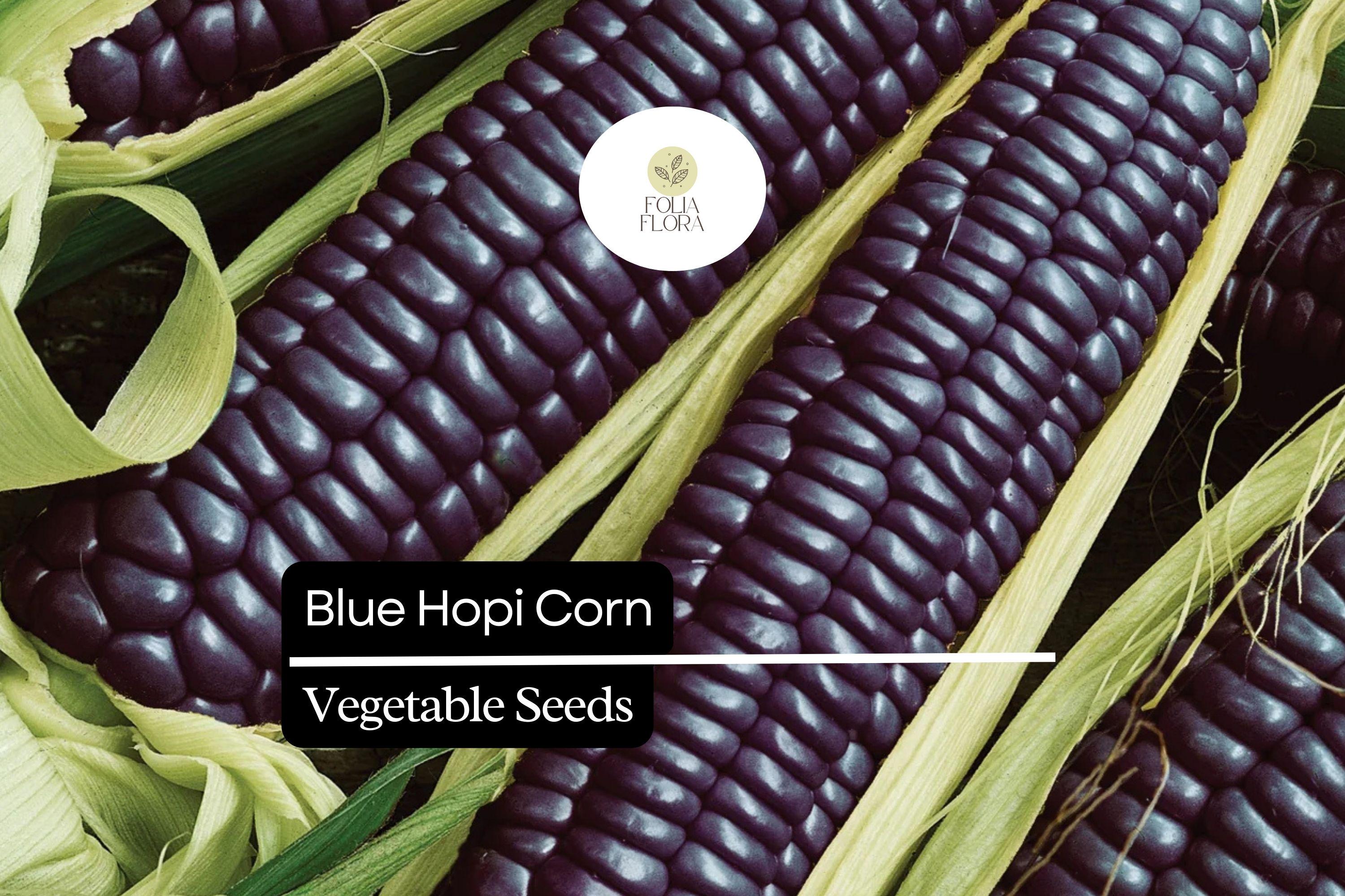 Blue Hopi Corn Seeds | Heirloom Indigo Maize, Home Garden