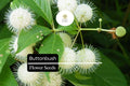 25 Button Bush Seeds | Cephalanthus Occidentalis | Native Shrub for Wetland Gardens, Bees, Butterflies & Wildlife