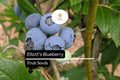 Elliott's Blueberry Seeds | Wild Native Shrub, Pollinator Friendly (25 Seeds)