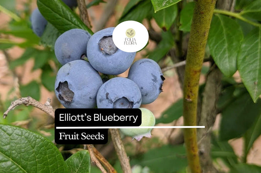 Elliott's Blueberry Seeds | Wild Native Shrub, Pollinator Friendly (25 Seeds)
