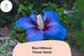 30 Blue Hibiscus Seeds | Rare Heirloom Alyogyne huegelii