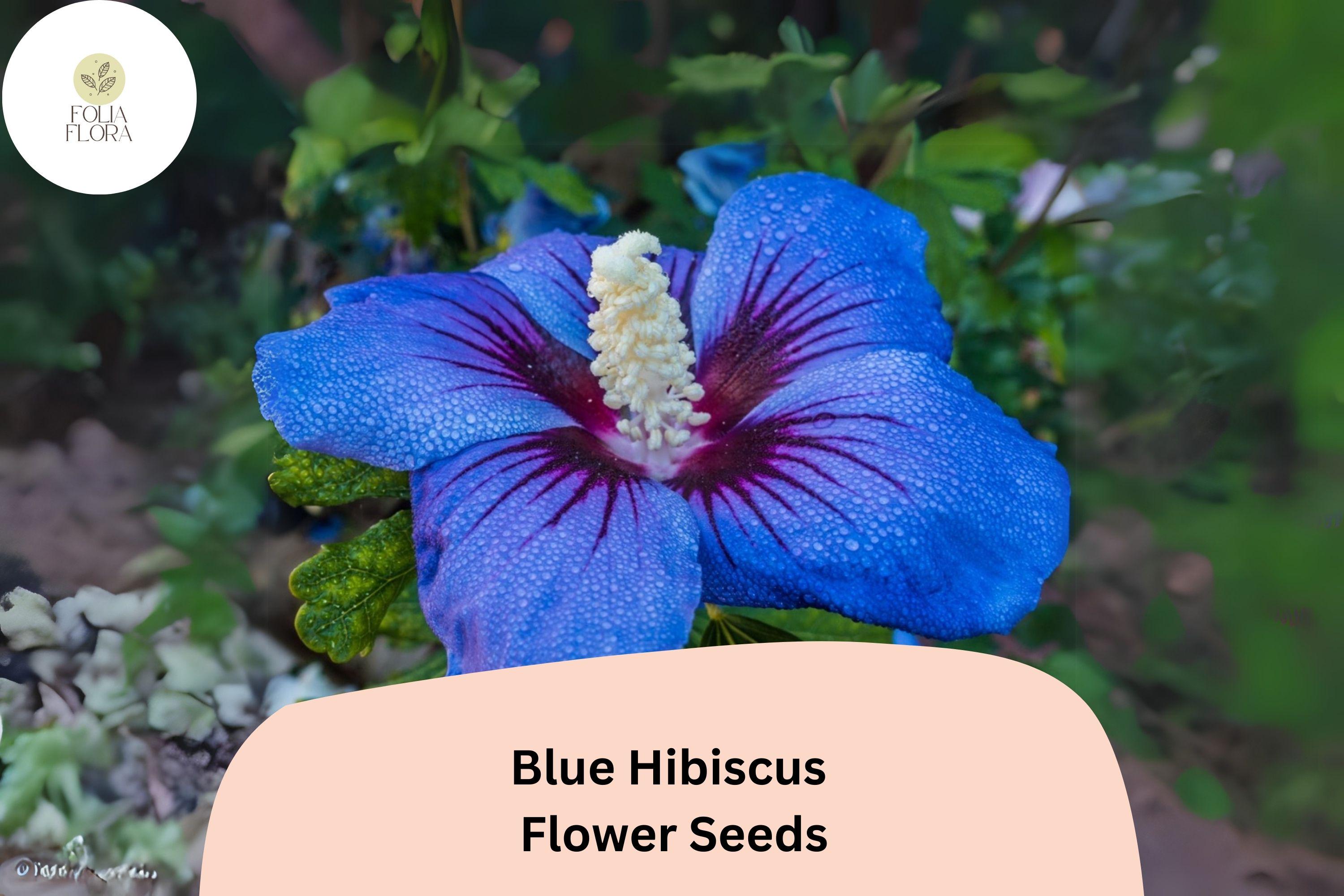30 Blue Hibiscus Seeds | Rare Heirloom Alyogyne huegelii