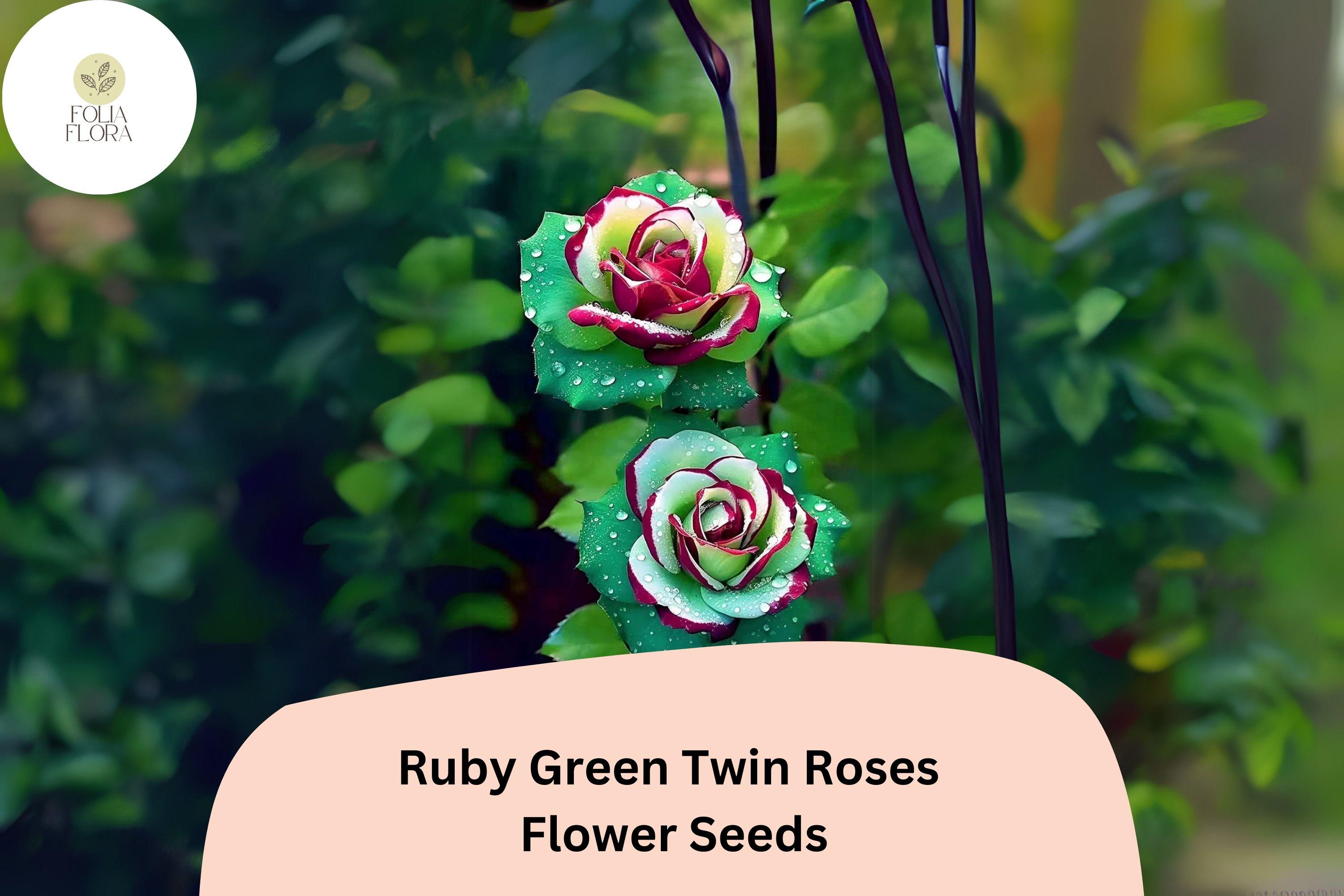 Ruby Green Twin Rose Seeds | Rare Bi-Color Blooms