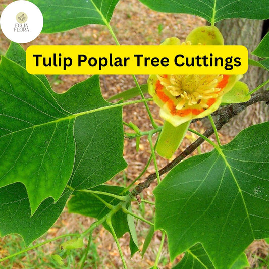 7 Live Tulip Poplar Tree Cuttings | Fast-Growing Shade Tree