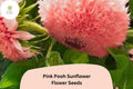 Pink Pooh Sunflower Seeds | Rare Double Blooms, Pollinator-Friendly