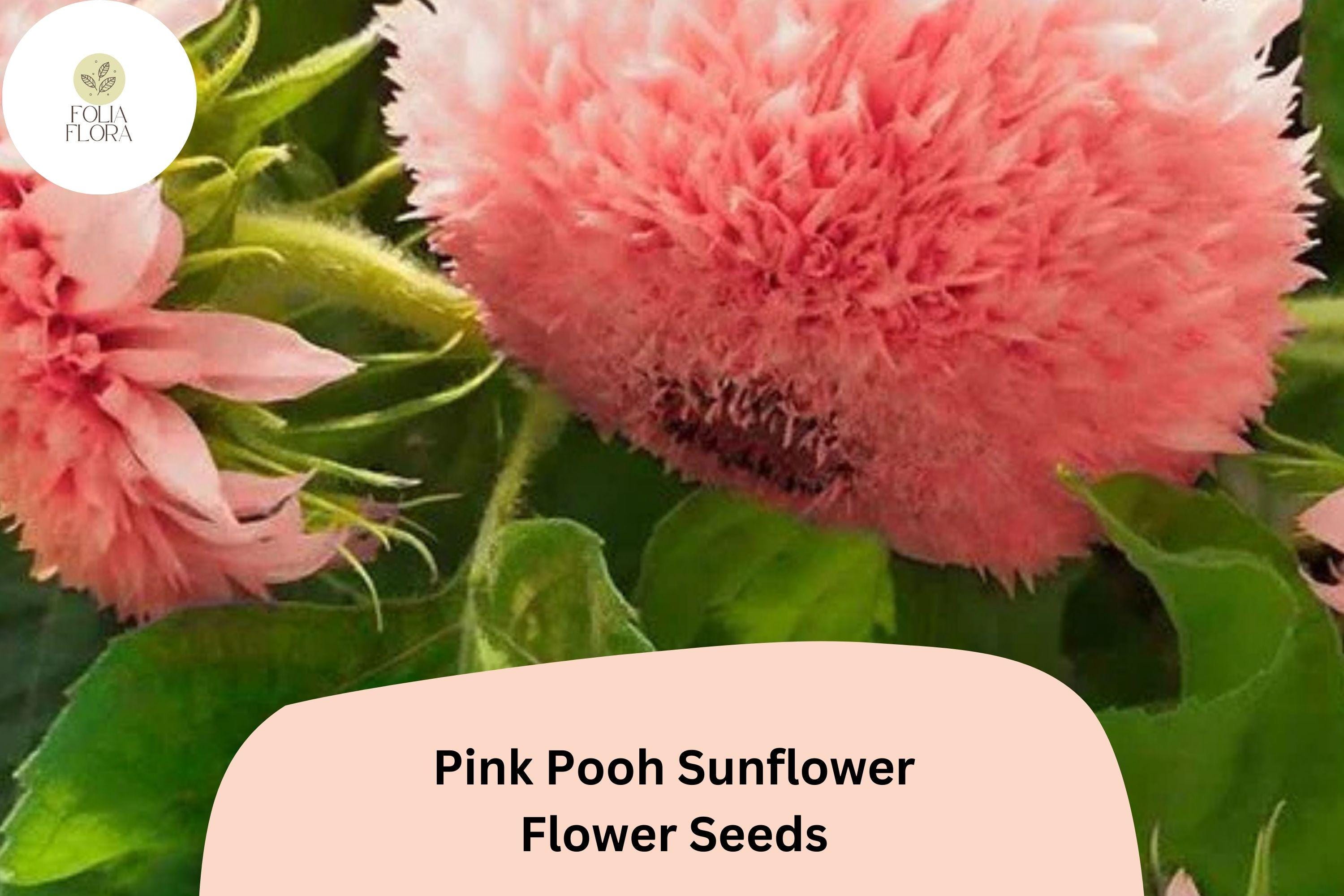 Pink Pooh Sunflower Seeds | Rare Double Blooms, Pollinator-Friendly