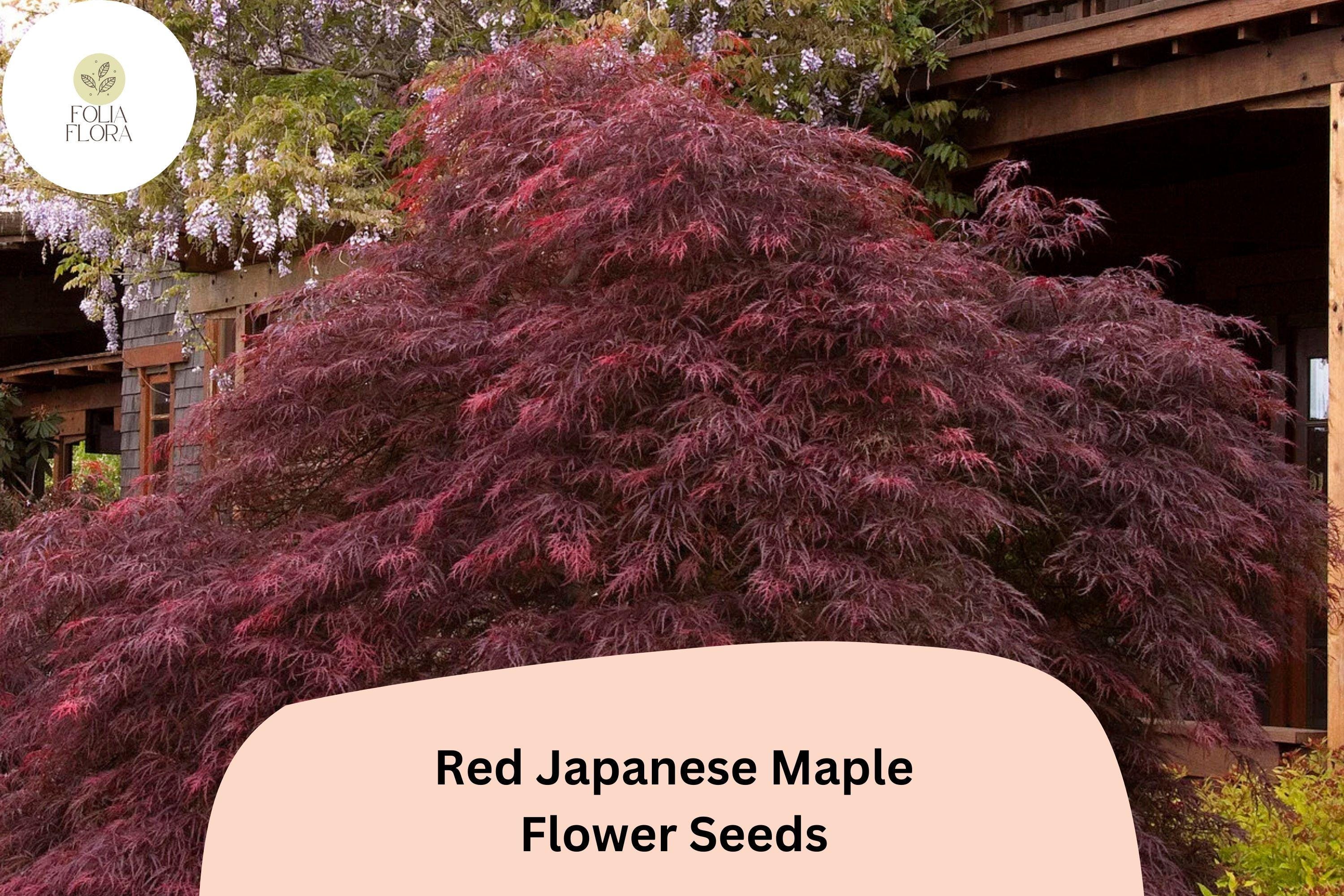 25 Red Japanese Maple Seeds | Acer palmatum Atropurpureum | Rare Ornamental Tree | Brilliant Red Foliage