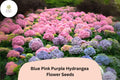 25 Mixed Hydrangea Seeds | Blue, Pink, & Purple Blooms